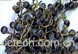 果蔬百科婴奥-0