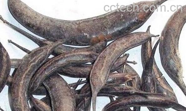 果蔬百科猪牙皂-0