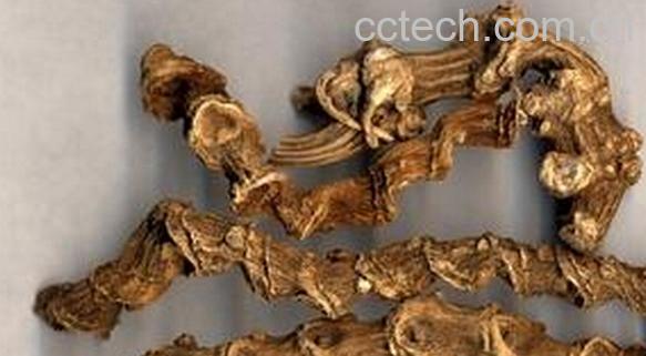 果蔬百科竹节参-0