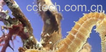 果蔬百科海马-0