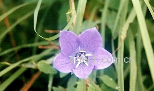 果蔬百科珠子参-0