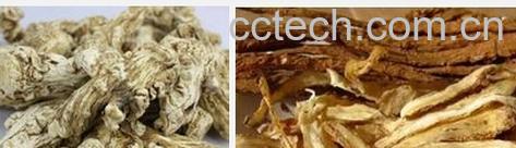 果蔬百科当归-0