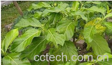 果蔬百科檄树-0