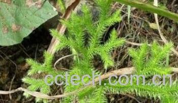 果蔬百科伸筋草-0