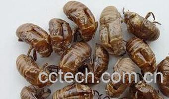 果蔬百科蝉蜕-0