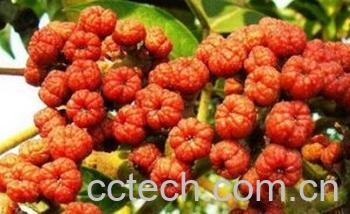 果蔬百科吴茱萸-0