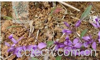 果蔬百科黄瓜仁草-0