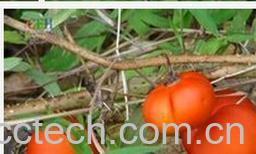 果蔬百科黄果茄-0