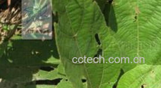 果蔬百科鸡骨香-0