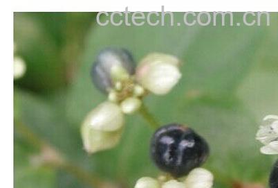 果蔬百科火炭母-0