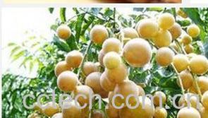 果蔬百科黄皮根-0