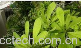 果蔬百科火殃勒-0