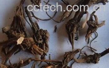 果蔬百科草乌-0