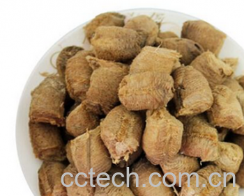 果蔬百科桑螵蛸-0
