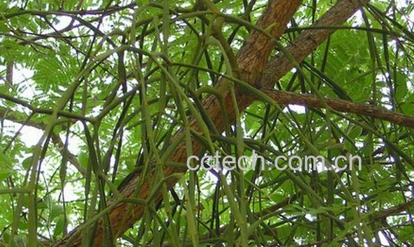 果蔬百科枫香树寄生-0