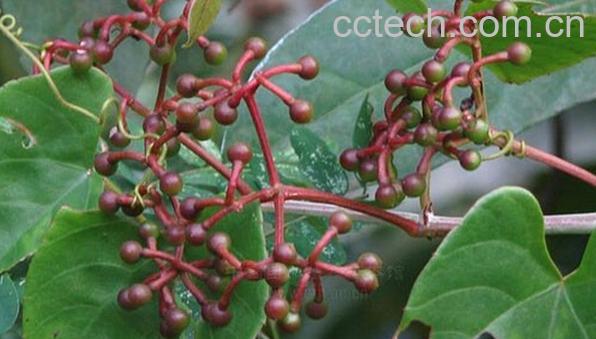 果蔬百科独脚乌扣-0