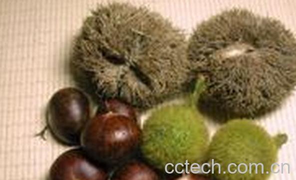 果蔬百科风栗壳-0