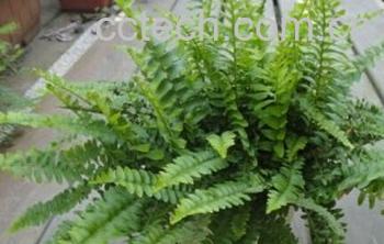 果蔬百科骨碎补-0