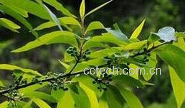 果蔬百科豆豉羌-0