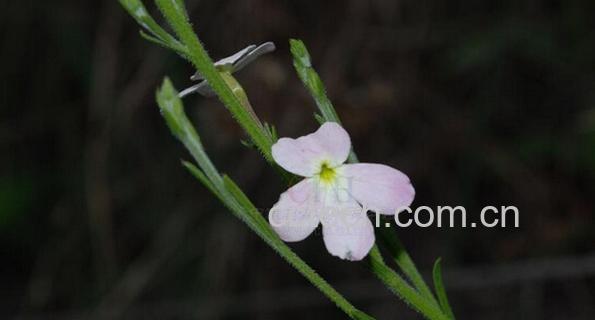 果蔬百科独脚金-0