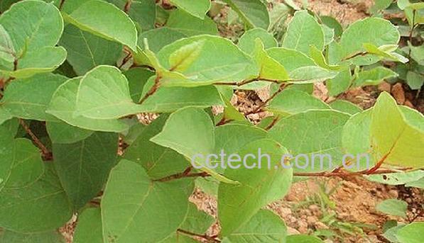 果蔬百科大叶蛇总管-0