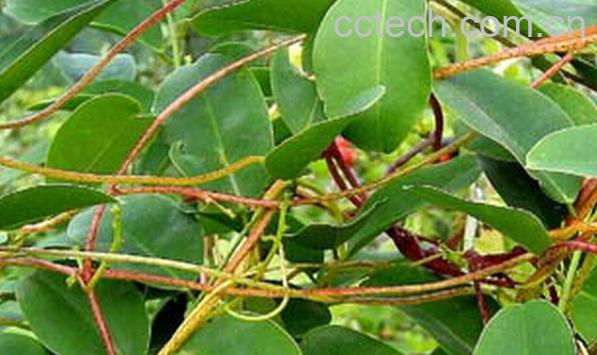 果蔬百科丢了棒-0