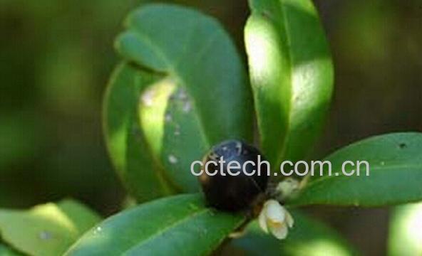 果蔬百科东风桔-0