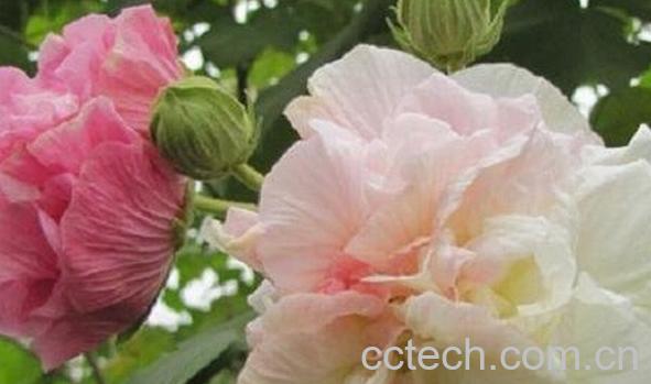 果蔬百科大叶芙蓉-0