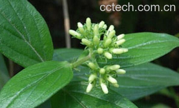 果蔬百科大叶龙胆草-0