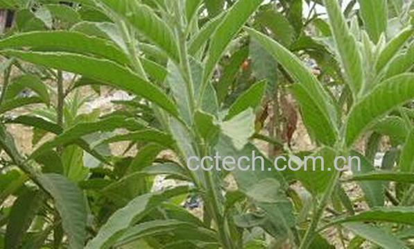 果蔬百科大风艾-0