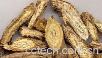 果蔬百科防风-0