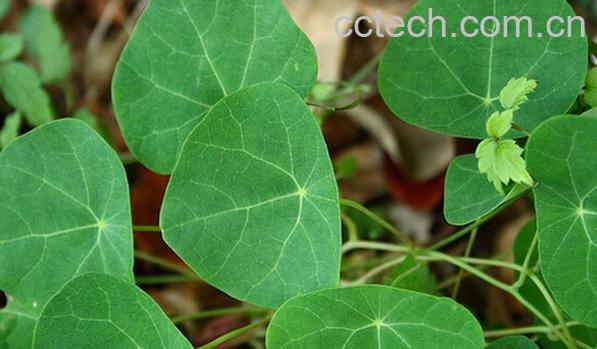 果蔬百科大还魂-0