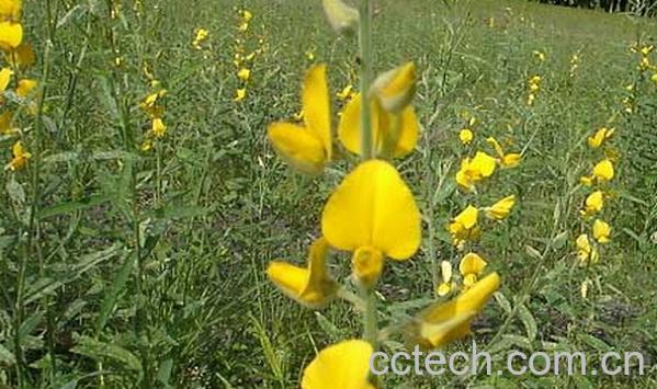 果蔬百科大金不换-0