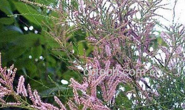 果蔬百科垂丝柳-0