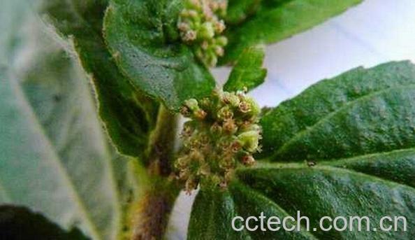 果蔬百科大飞杨草-0