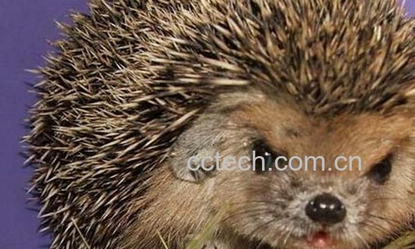 果蔬百科刺猬衣-0