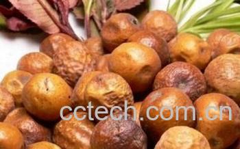 果蔬百科川楝子-0