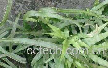 果蔬百科凤尾草-0