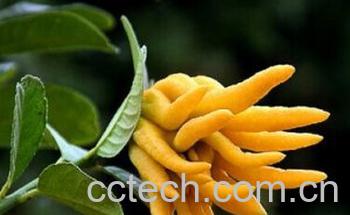 果蔬百科佛手-0