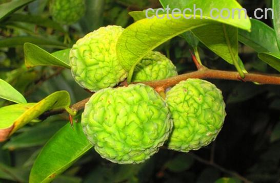 果蔬百科穿破石-0