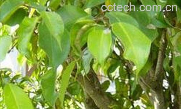 果蔬百科潺稿树根皮-0