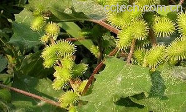 果蔬百科苍耳草-0