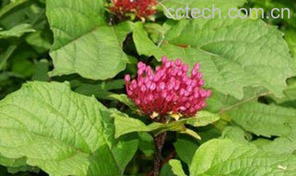 果蔬百科臭屎茉莉-0