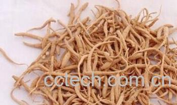 果蔬百科太子参-0