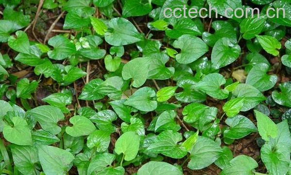 果蔬百科鱼腥草如何泡水喝-0