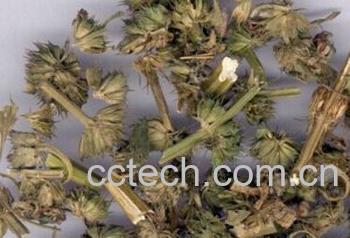 果蔬百科茺蔚子-0