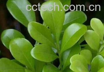 果蔬百科鸡屎藤-0