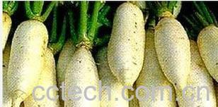 果蔬百科喝西洋参能吃萝卜吗-0