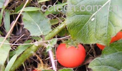 果蔬百科红癫茄-0