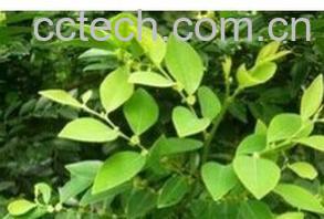 果蔬百科黑面神-0